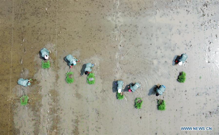 CHINA-HEILONGJIANG-NING'AN-RICE-FARMING (CN)