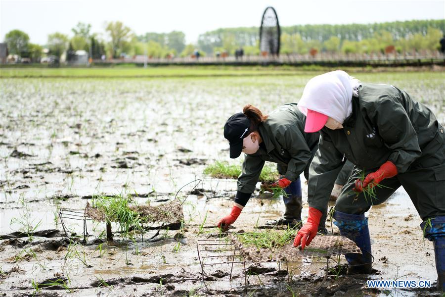 CHINA-HEILONGJIANG-NING'AN-RICE-FARMING (CN)