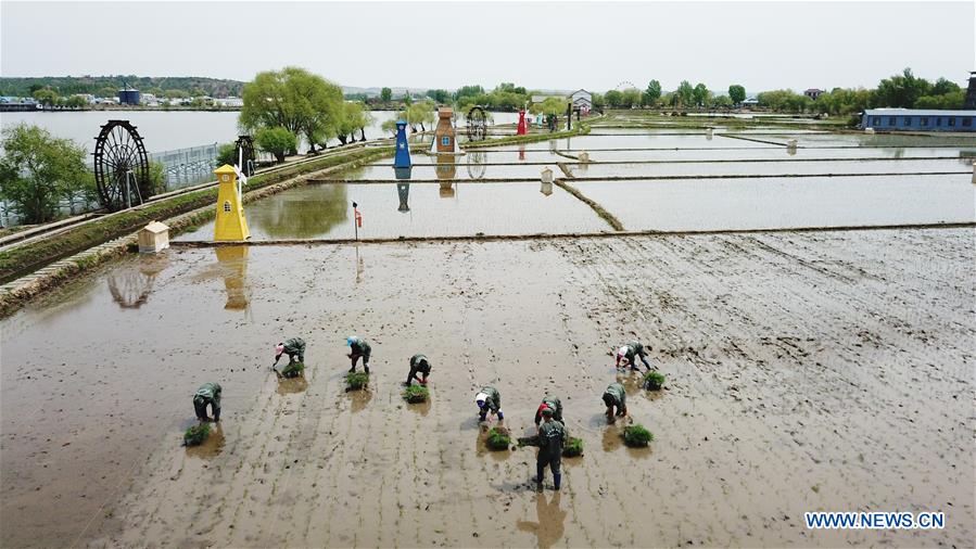 CHINA-HEILONGJIANG-NING'AN-RICE-FARMING (CN)