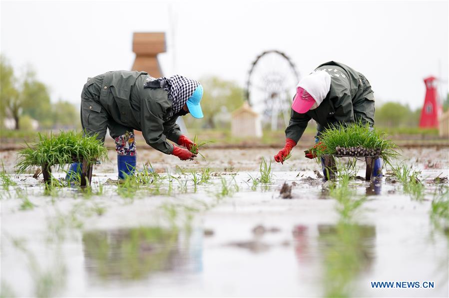 CHINA-HEILONGJIANG-NING'AN-RICE-FARMING (CN)