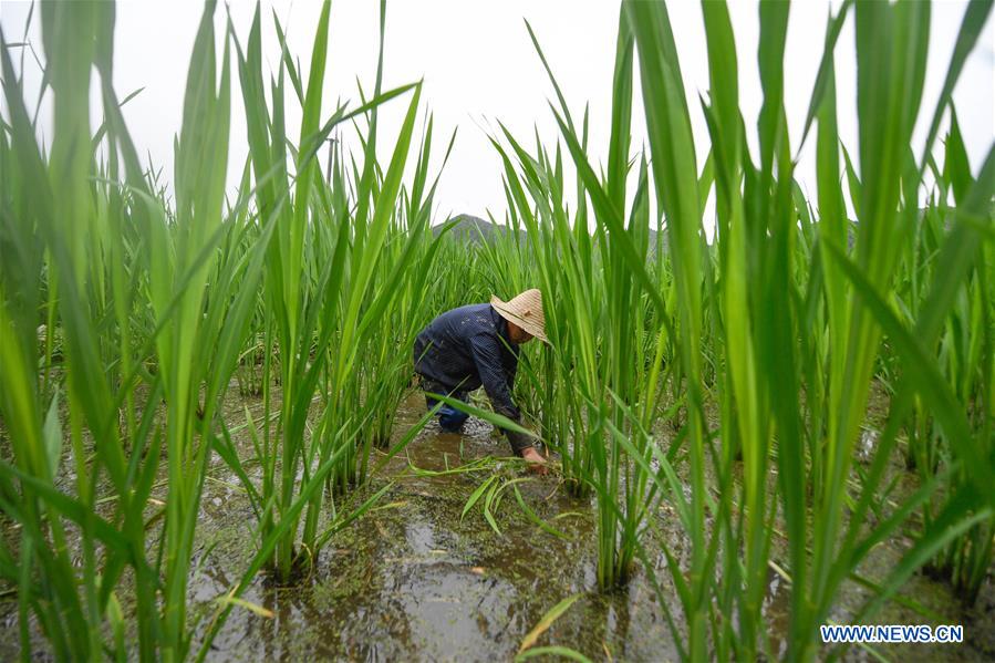 CHINA-ZHEJIANG-JINGNING-WILD RICE STEM(CN)