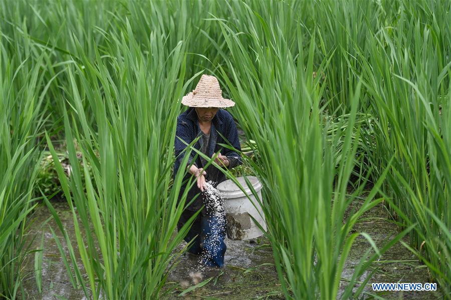 CHINA-ZHEJIANG-JINGNING-WILD RICE STEM(CN)