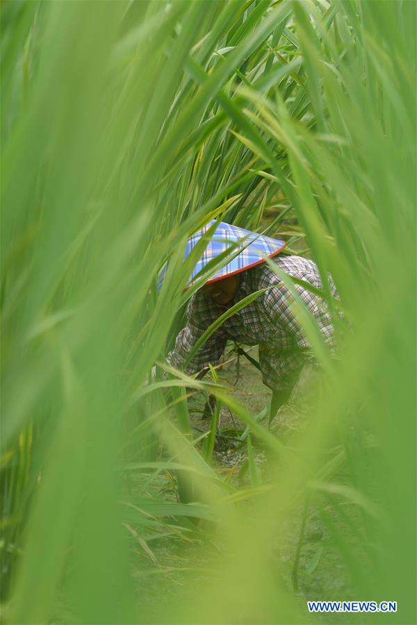 CHINA-ZHEJIANG-JINGNING-WILD RICE STEM(CN)