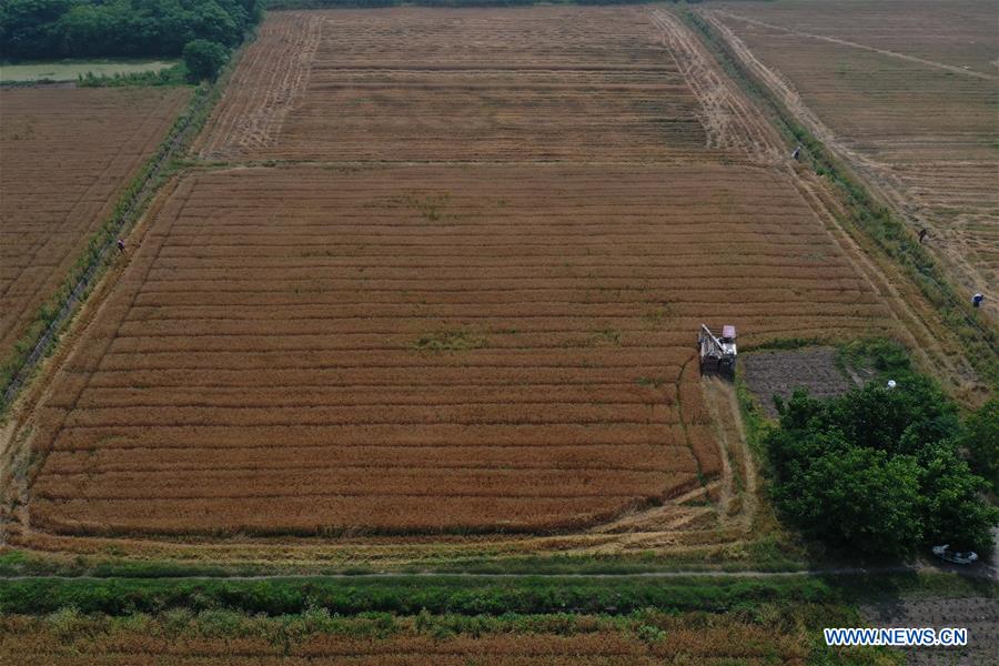 CHINA-ZHEJIANG-HUZHOU-HARVESTING (CN)