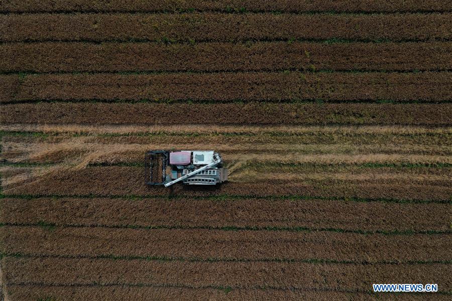 CHINA-ZHEJIANG-HUZHOU-HARVESTING (CN)