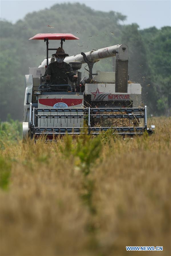 CHINA-ZHEJIANG-HUZHOU-HARVESTING (CN)