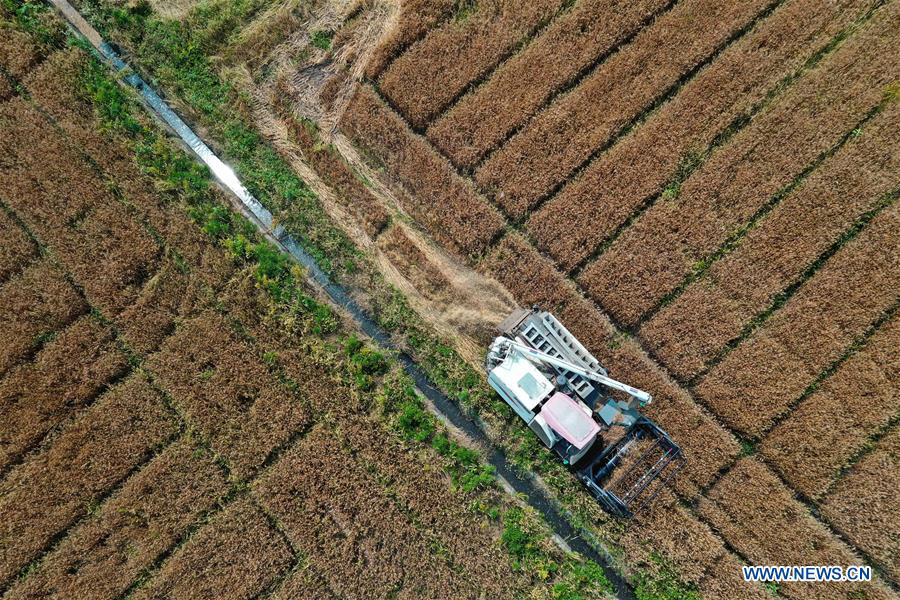 CHINA-ZHEJIANG-HUZHOU-HARVESTING (CN)