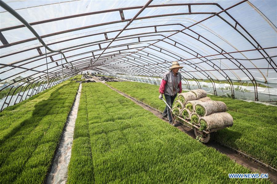 CHINA-LIAONING-RICE-TRANSPLANTING (CN)