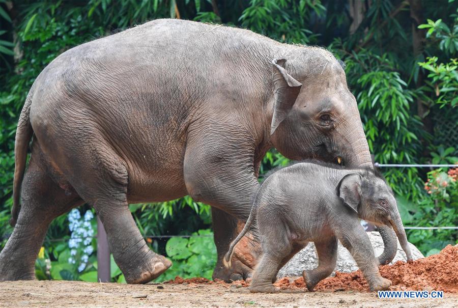 CHINA-GUANGDONG-GUANGZHOU-ASIAN ELEPHANTS-BABY ELEPHANTS (CN)