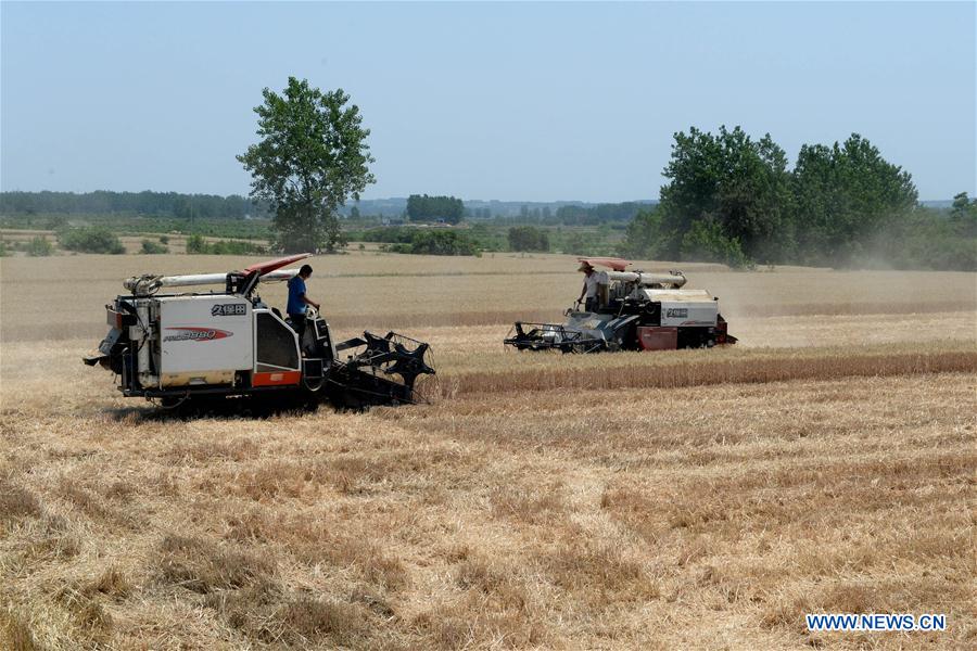 CHINA-ANHUI-FENGYANG-WHEAT-HARVEST (CN)