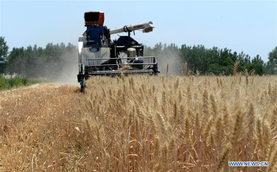 CHINA-ANHUI-FENGYANG-WHEAT-HARVEST (CN)