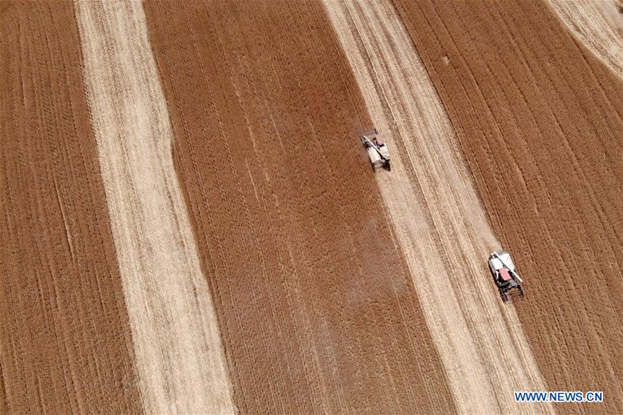 CHINA-ANHUI-FENGYANG-WHEAT-HARVEST (CN)