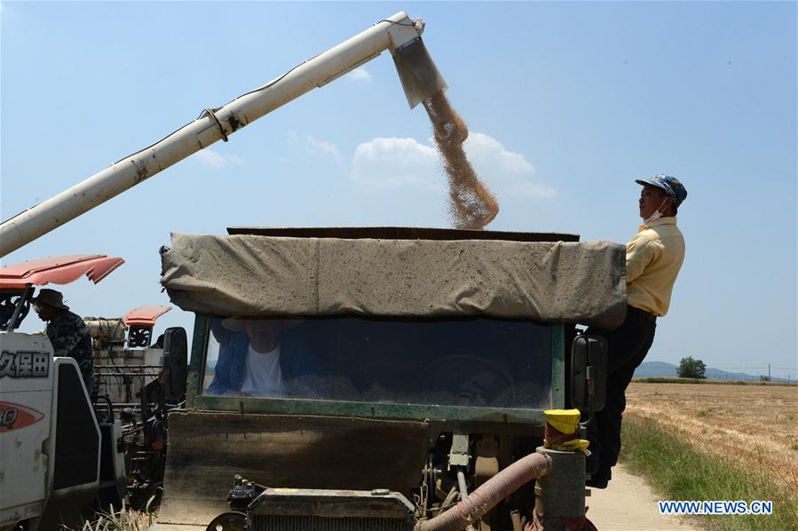 CHINA-ANHUI-FENGYANG-WHEAT-HARVEST (CN)