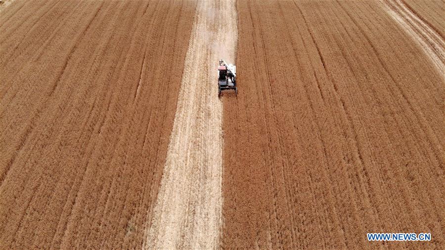 CHINA-ANHUI-FENGYANG-WHEAT-HARVEST (CN)