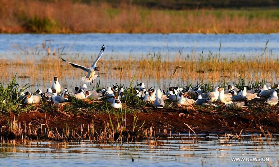 CHINA-SHAANXI-SHENMU-HONGJIANNAO LAKE-RELICT GULLS (CN)