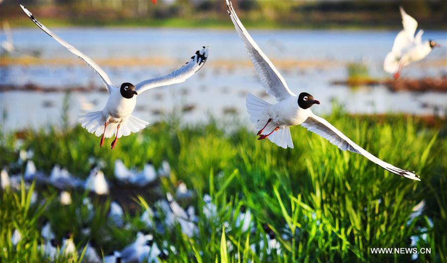 CHINA-SHAANXI-SHENMU-HONGJIANNAO LAKE-RELICT GULLS (CN)