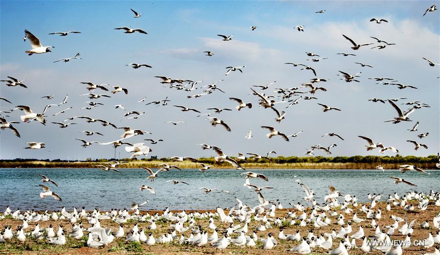 CHINA-SHAANXI-SHENMU-HONGJIANNAO LAKE-RELICT GULLS (CN)