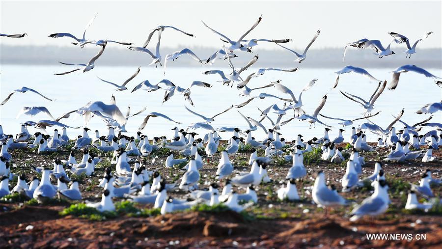 CHINA-SHAANXI-SHENMU-HONGJIANNAO LAKE-RELICT GULLS (CN)