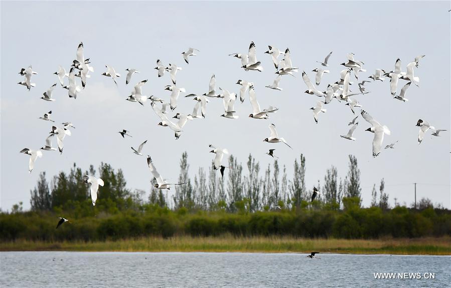 CHINA-SHAANXI-SHENMU-HONGJIANNAO LAKE-RELICT GULLS (CN)