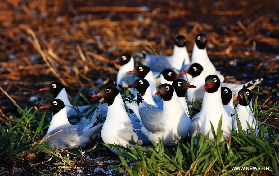 CHINA-SHAANXI-SHENMU-HONGJIANNAO LAKE-RELICT GULLS (CN)