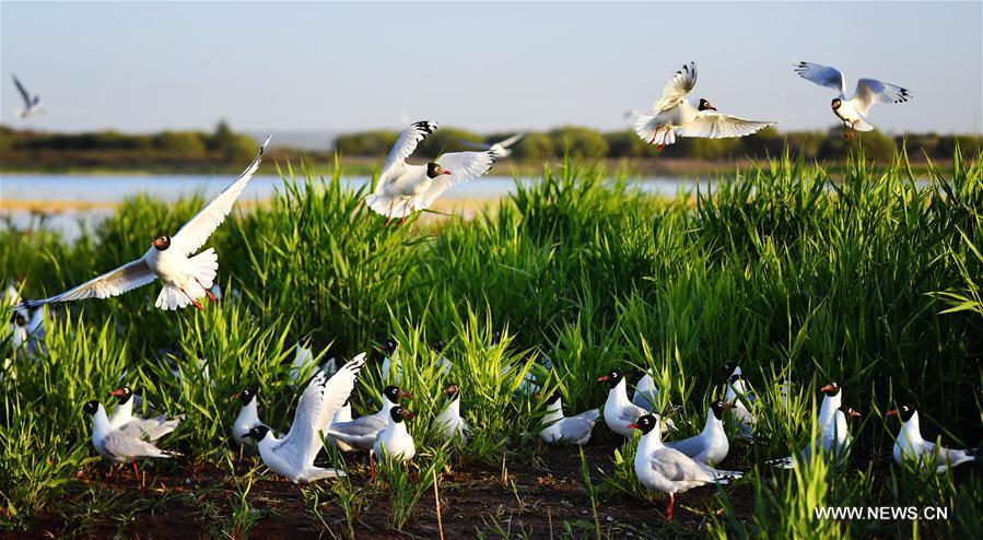 CHINA-SHAANXI-SHENMU-HONGJIANNAO LAKE-RELICT GULLS (CN)