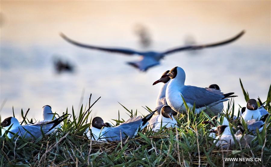 CHINA-SHAANXI-SHENMU-HONGJIANNAO LAKE-RELICT GULLS (CN)