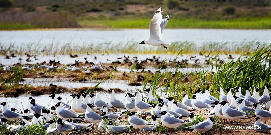 CHINA-SHAANXI-SHENMU-HONGJIANNAO LAKE-RELICT GULLS (CN)