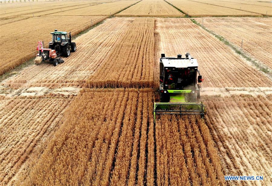 CHINA-HENAN-SHANGSHUI-FARMING-HARVEST-WHEAT (CN)