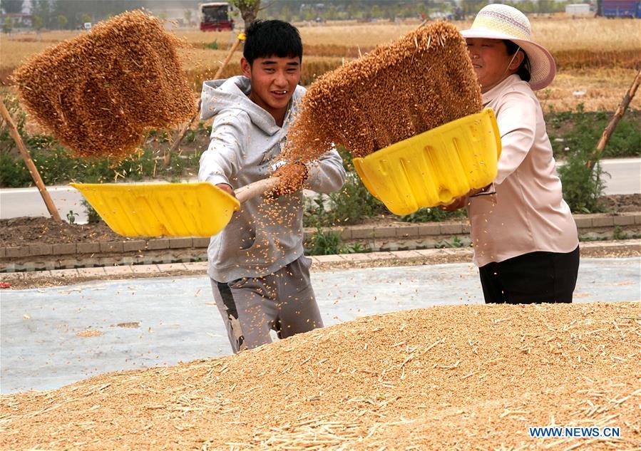 CHINA-HENAN-SHANGSHUI-FARMING-HARVEST-WHEAT (CN)