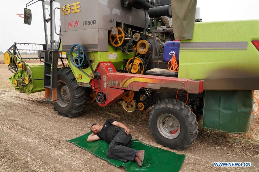 CHINA-HENAN-ZHOUKOU-WHEAT HARVESTER (CN)