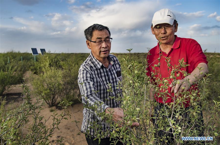 CHINA-SHAANXI-SHENMU-SAND CONTROL-VOLUNTEER (CN)