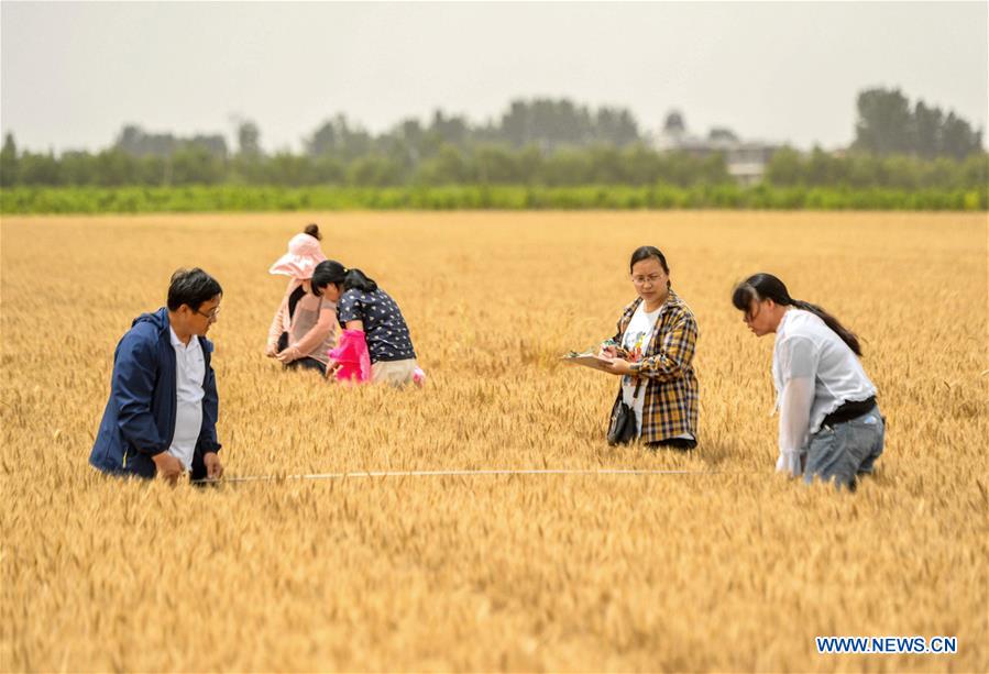 CHIAN-HEBEI-WHEAT-YIELD MONITORING (CN)