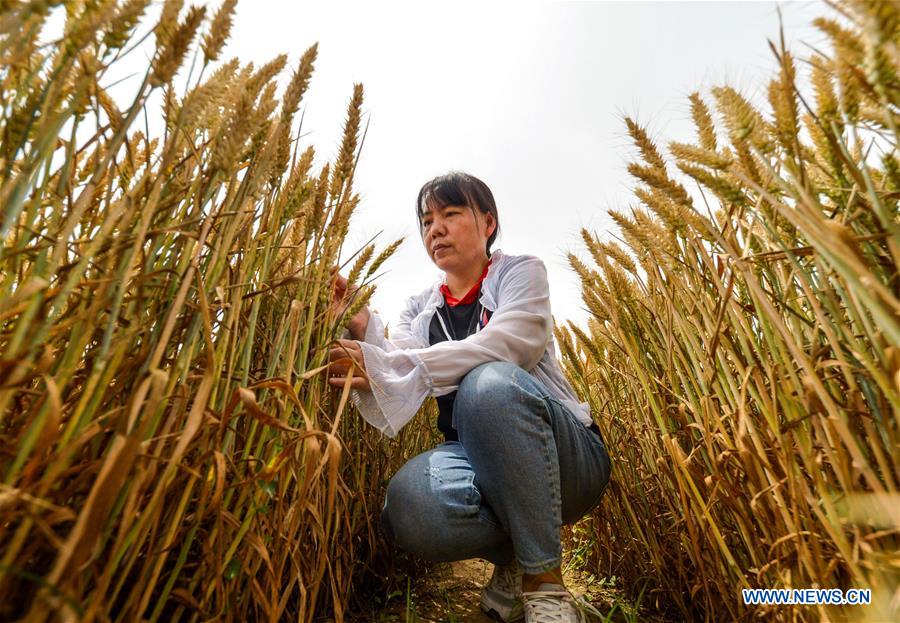 CHIAN-HEBEI-WHEAT-YIELD MONITORING (CN)