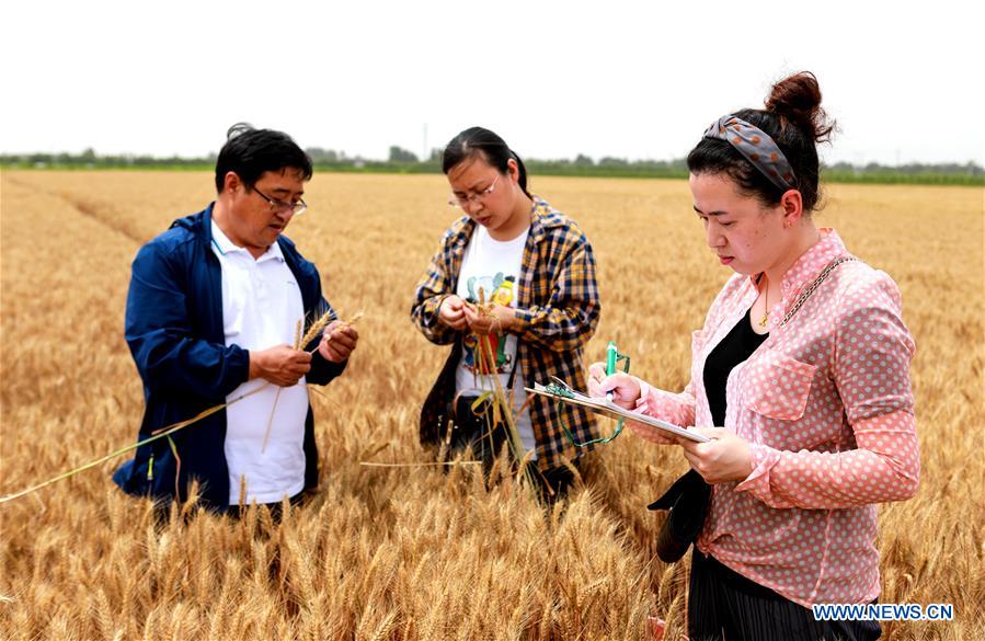 CHIAN-HEBEI-WHEAT-YIELD MONITORING (CN)