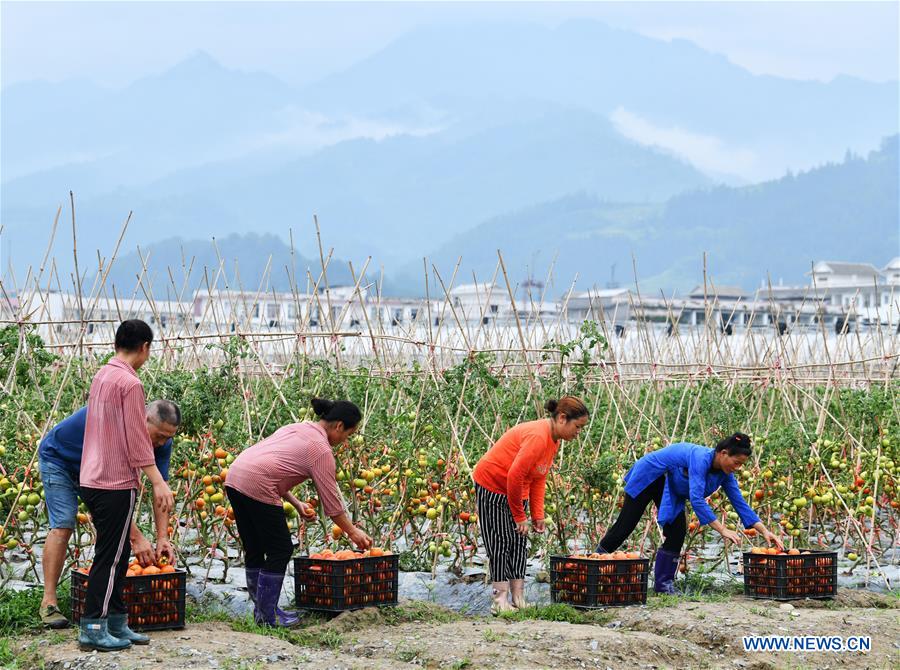 CHINA-GUIZHOU-RONGJIANG-AGRICULTURE-POVERTY ALLEVIATION (CN)