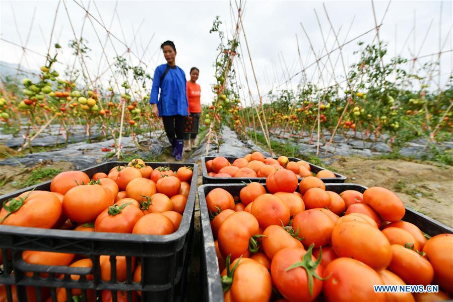 CHINA-GUIZHOU-RONGJIANG-AGRICULTURE-POVERTY ALLEVIATION (CN)