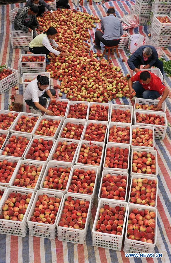 CHINA-GUIZHOU-YUPING-PEACH (CN)