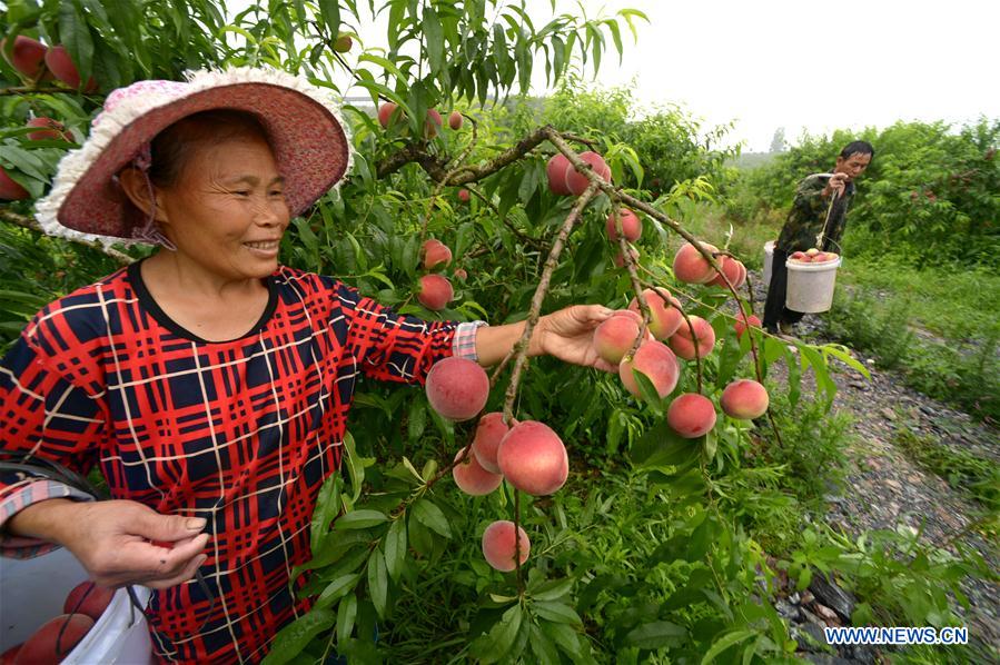 CHINA-GUIZHOU-YUPING-PEACH (CN)