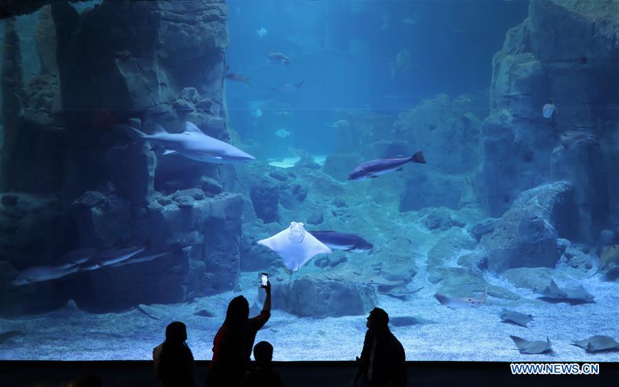 TURKEY-ISTANBUL-AQUARIUM-REOPENING