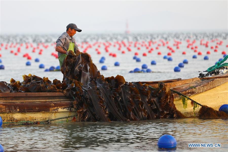 CHINA-SHANDONG-RONGCHENG-KELP-HARVEST (CN)