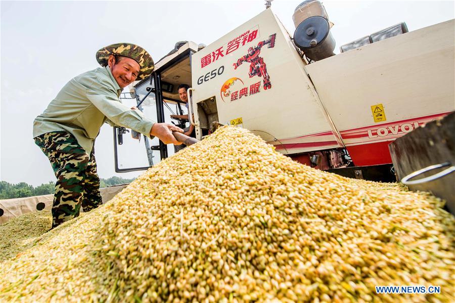 #CHINA-AGRICULTURE-WHEAT HARVEST (CN)