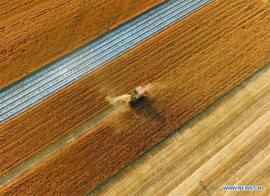 #CHINA-AGRICULTURE-WHEAT HARVEST (CN)