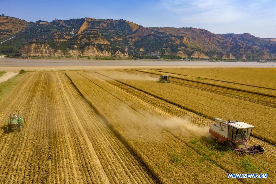 #CHINA-AGRICULTURE-WHEAT HARVEST (CN)