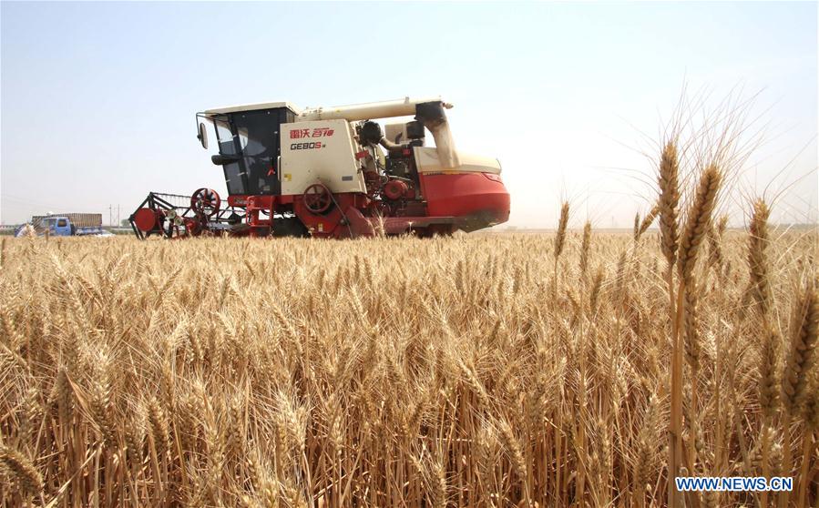 #CHINA-AGRICULTURE-WHEAT HARVEST (CN)