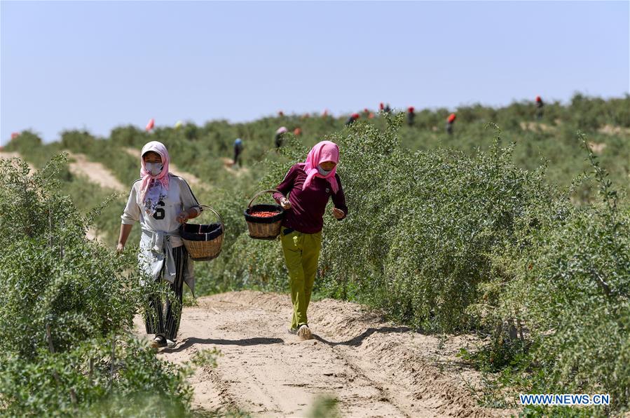 CHINA-NINGXIA-WUZHONG-GOJI BERRY-HARVEST (CN)