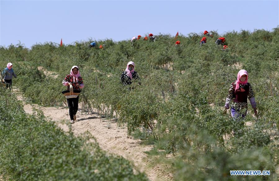 CHINA-NINGXIA-WUZHONG-GOJI BERRY-HARVEST (CN)