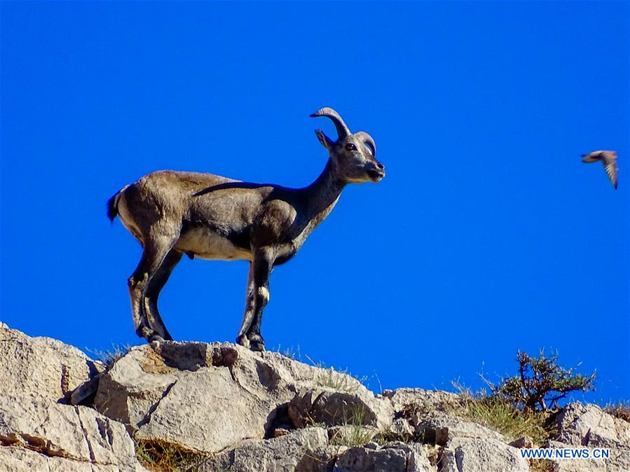 CHINA-INNER MONGOLIA-ERDOS-"FATHER OF BLUE SHEEP" (CN)