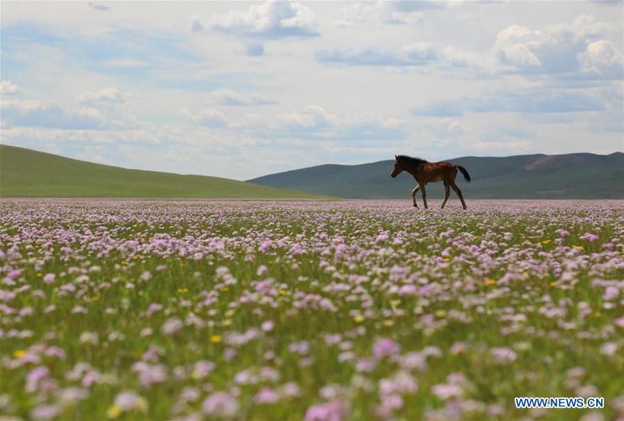 CHINA-INNER MONGOLIA-TONGLIAO-GRASSLAND (CN)