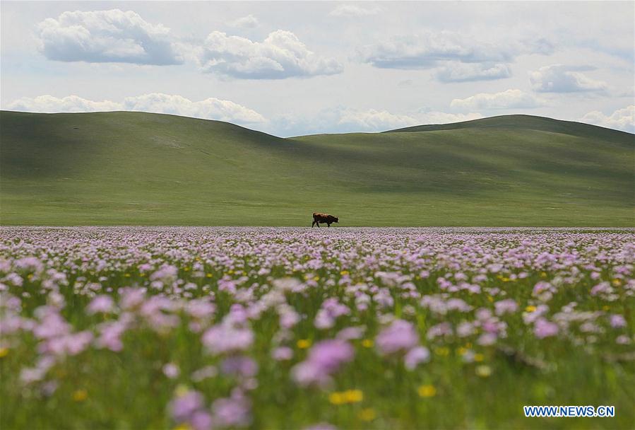 CHINA-INNER MONGOLIA-TONGLIAO-GRASSLAND (CN)