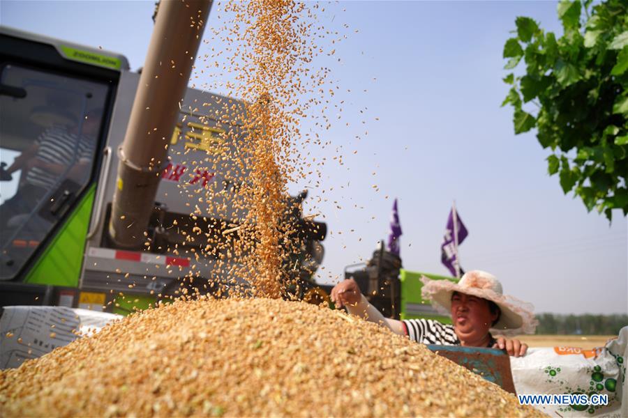 CHINA-AGRICULTURE-WHEAT HARVEST (CN)